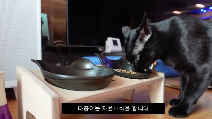 박수홍이 키우는 고양이 모질 | 인스티즈