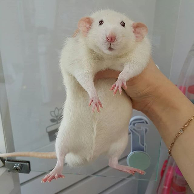 라따뚜이 실제 크기...... (사진주의) | 인스티즈