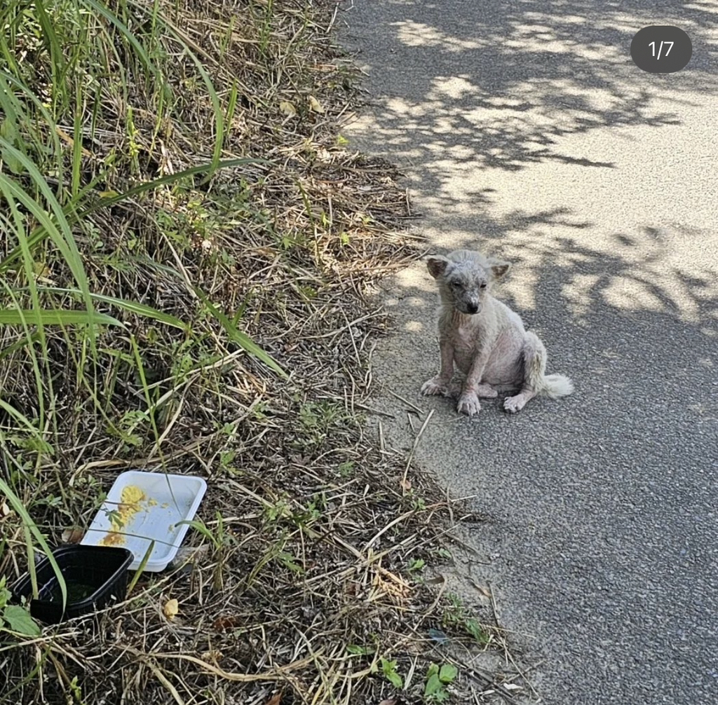 기적에 기적이 이어진 강아지 요미의 이야기 | 인스티즈