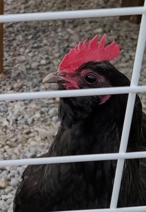 매맞는 삶을 살고 있는 매탈남 근황.jpgif | 인스티즈