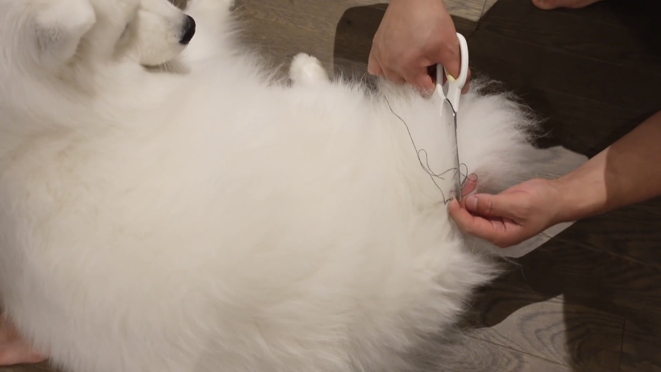 사모예드와 흔들리는 이 뽑는 법 | 인스티즈