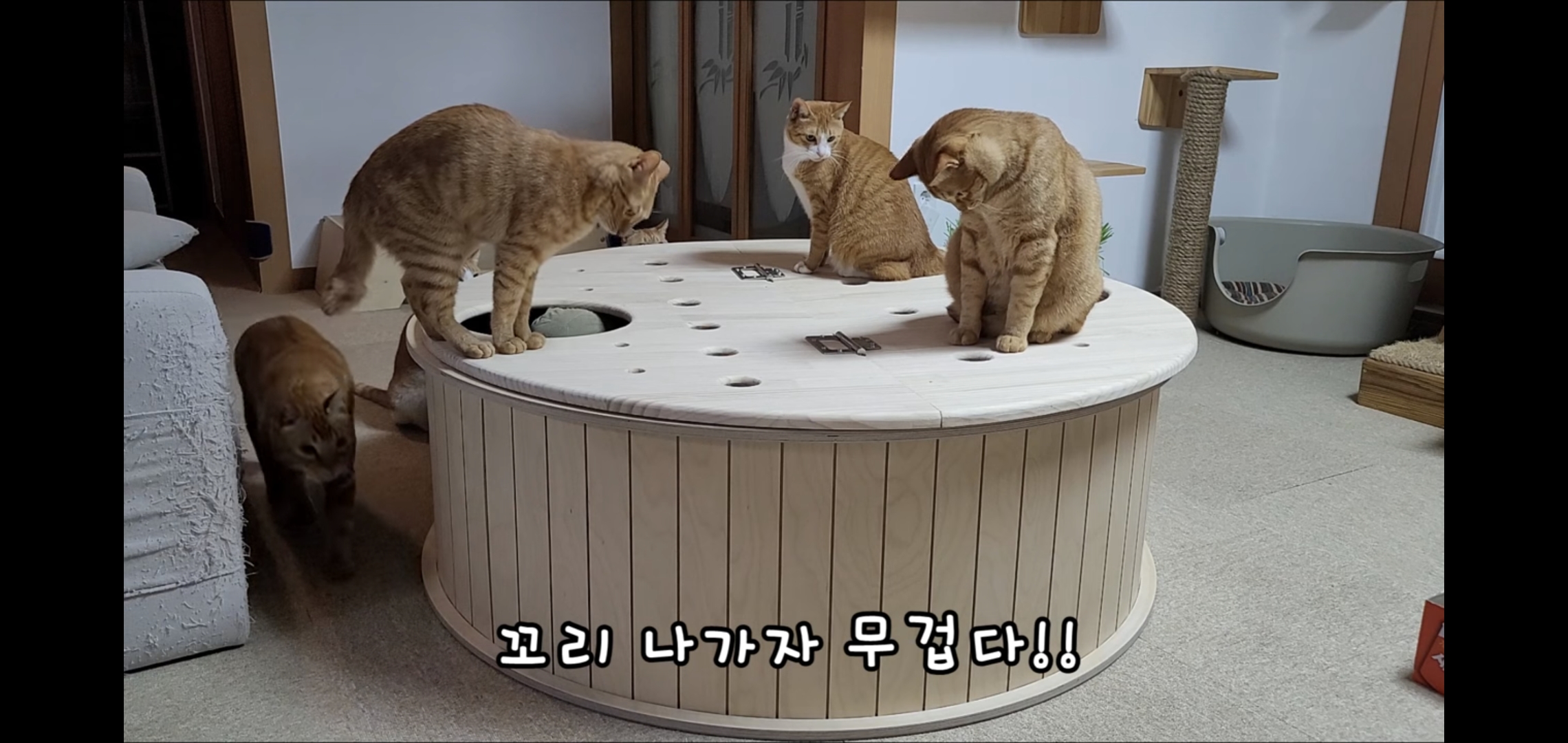 해괴한 고양이 장난감을 만들어낸 오늘자 매탈남.. jpg | 인스티즈
