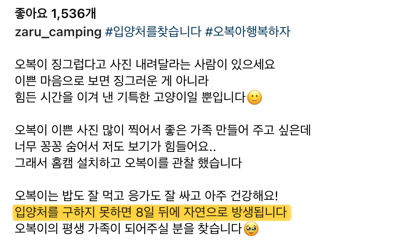 오프리쉬로 강아지 잃어버렸던 유튜버 근황 (고양이 구조) | 인스티즈