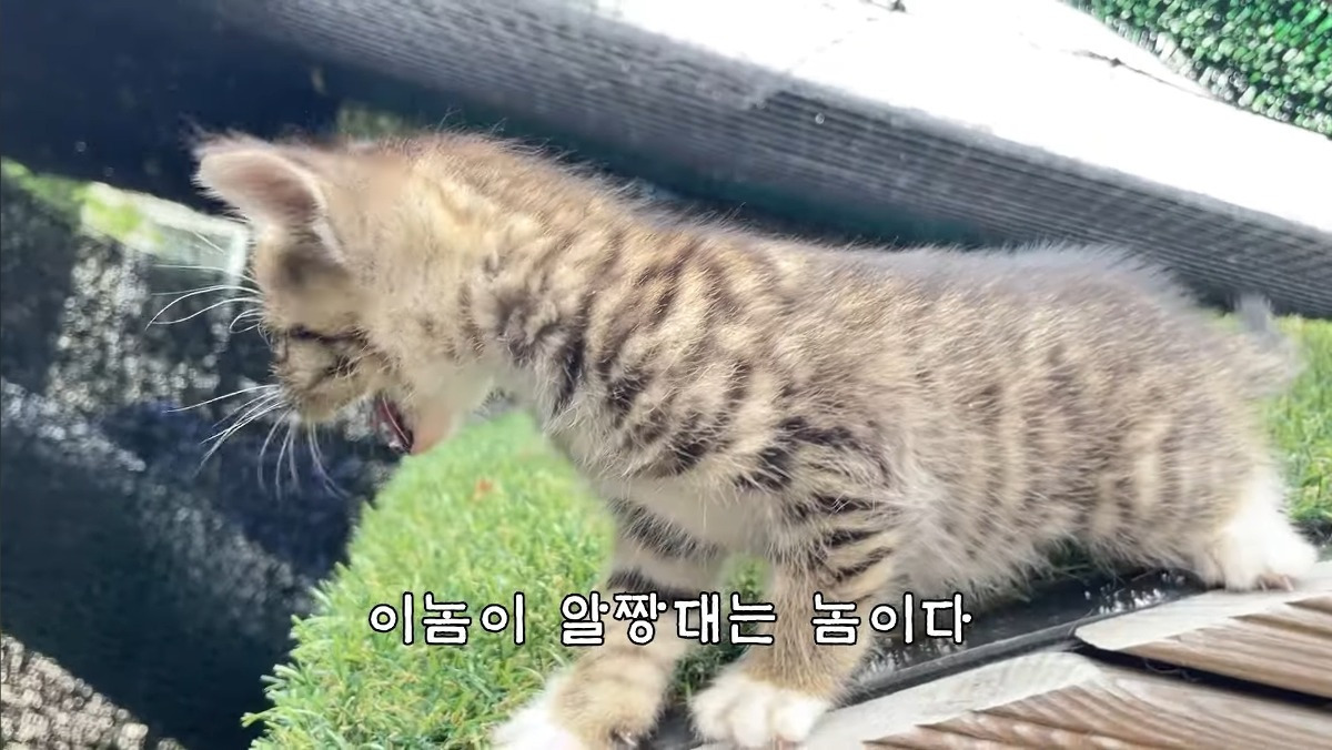 [hahaha] 최근 유튜버 근처 알짱거리는 캣초딩 | 인스티즈