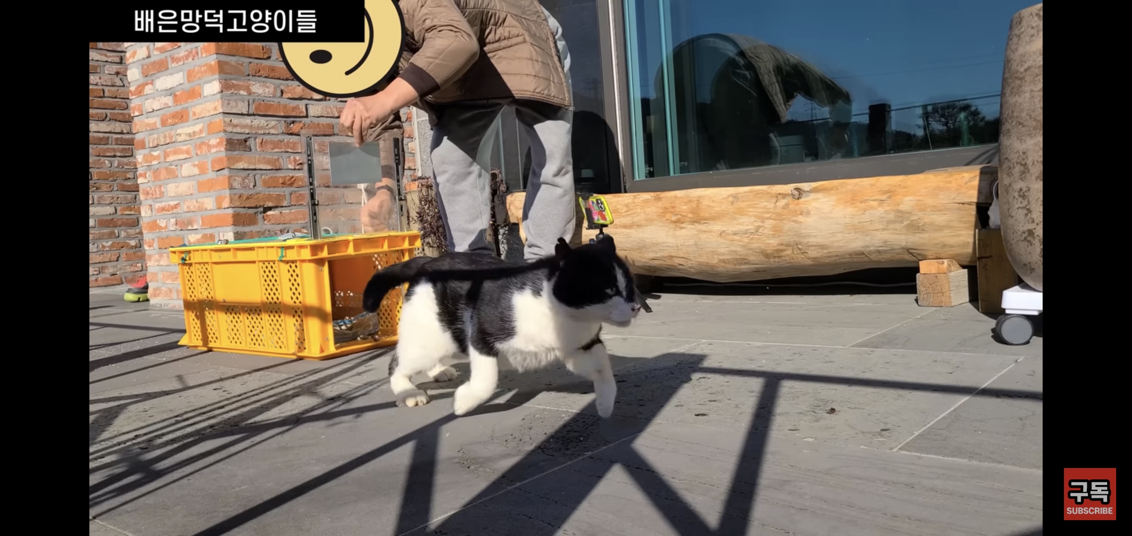 집 마당에 고양이가 나타나는 족족 다 잡아버리는 유튜버..jpg | 인스티즈