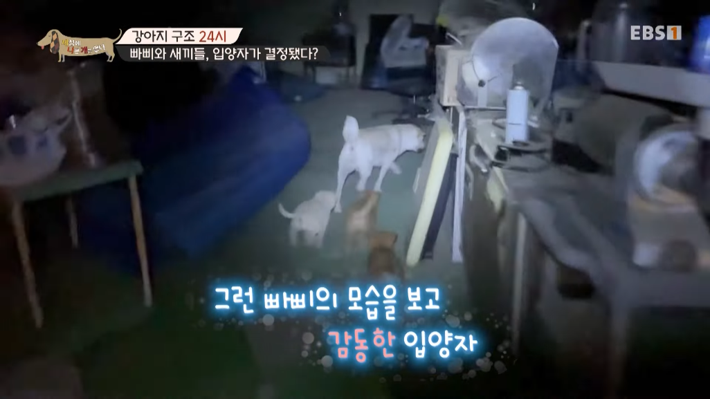 썩은물을 마시던 진돗개 가족을 입양한 배우 | 인스티즈