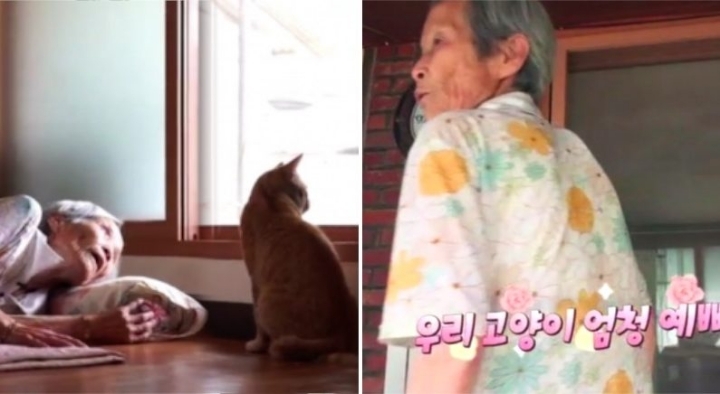 우리나라는 왜 고양이를 "나비야~"라고 부르게 됐을까 | 인스티즈