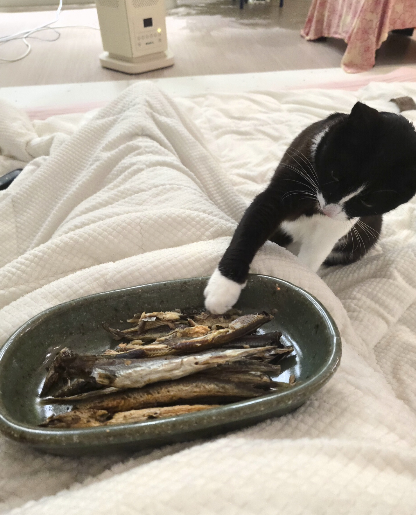 안주 뽏이는 고양이 어떤데 ㅋ 5나탄 ㅋ | 인스티즈