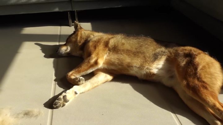 집에 강아지들끼리만 남겨졌을때 | 인스티즈