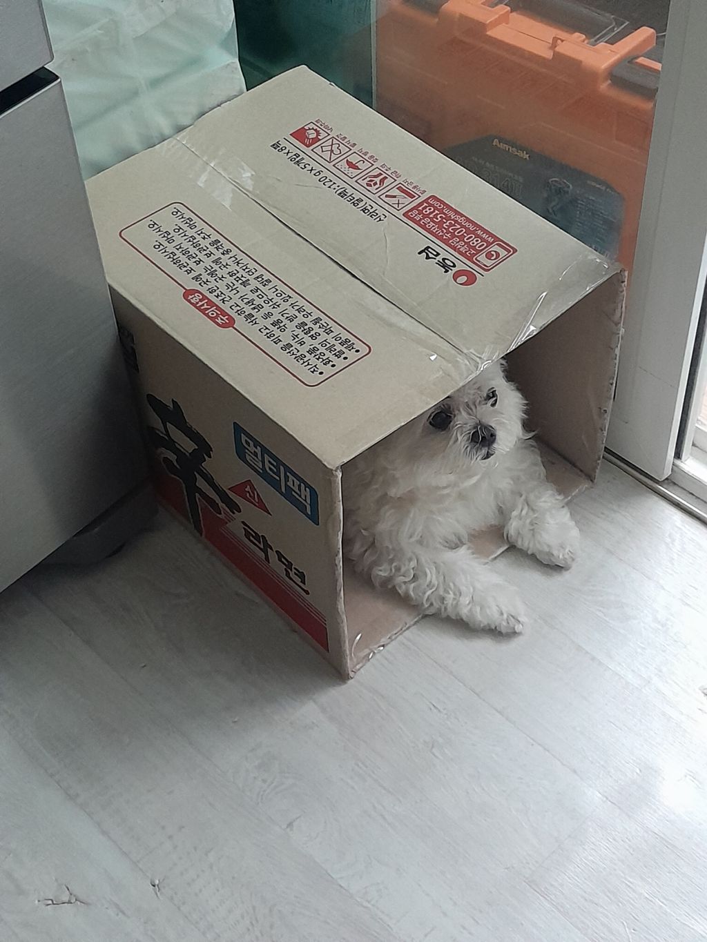 강아지 대피소에 가있네 | 인스티즈