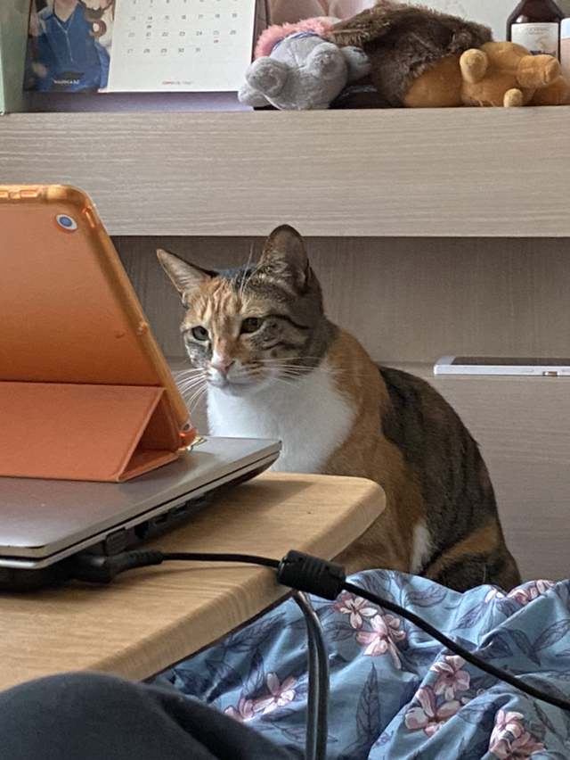 우리고양이 말벌아저씨 재질... | 인스티즈