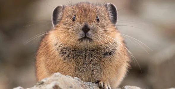 이름이 "우는 토끼”인 희귀 동물.jpg | 인스티즈