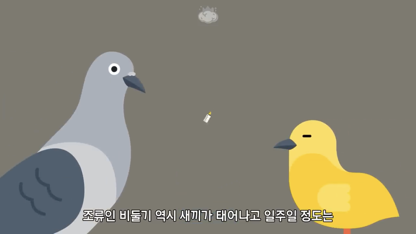 거리에 비둘기가 이렇게 많은데 왜 새끼 비둘기는 안 보일까? | 인스티즈