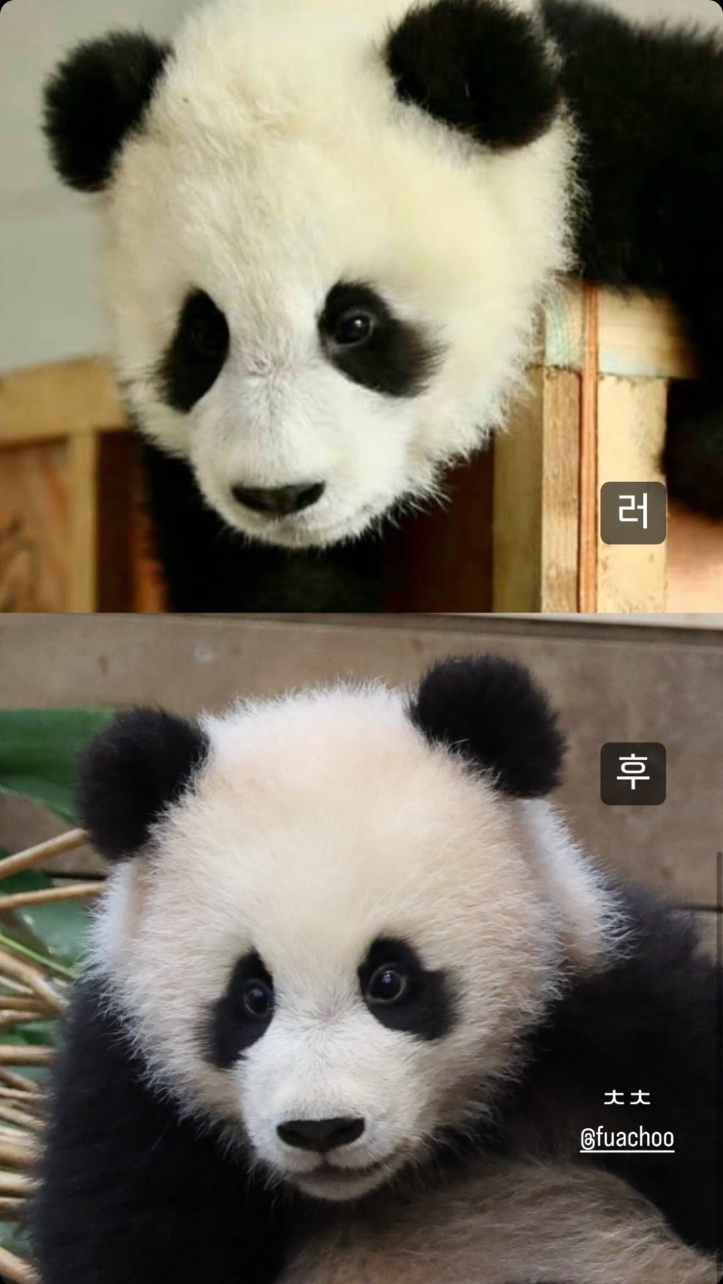 러심후난 (러바오 심은 데 후이바오 난다)🐼 | 인스티즈