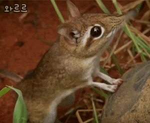실제로 코끼리 친척인 코끼리땃쥐.gif | 인스티즈