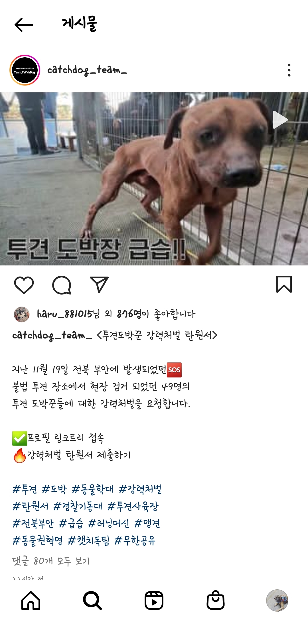아직도 투견을 하는 인간이 있다고? | 인스티즈
