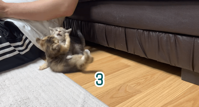 깜짝놀란 새끼고양이들.gif | 인스티즈