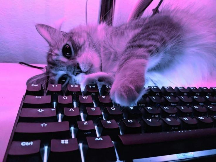 토요일의 고양이를 좋아하세요? | 인스티즈