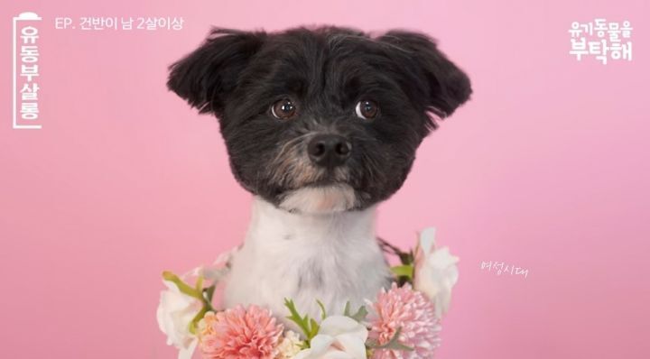 강쥐 건반이의 미용 전/후.jpg | 인스티즈