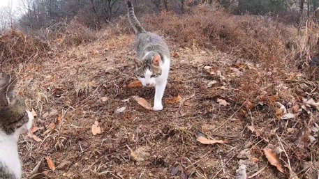 [hahaha] 양어장 냥이들에게는 늘 다정한 무...gif | 인스티즈