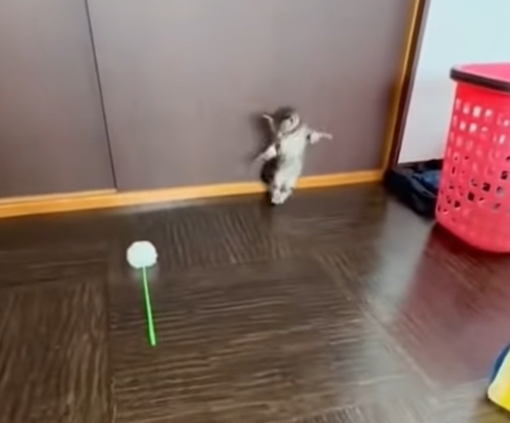 아기 고양이 반응속도😭 | 인스티즈