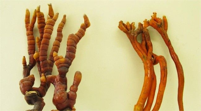 독버섯 달인 물 마시고 죽다 살아난 오유인 | 인스티즈