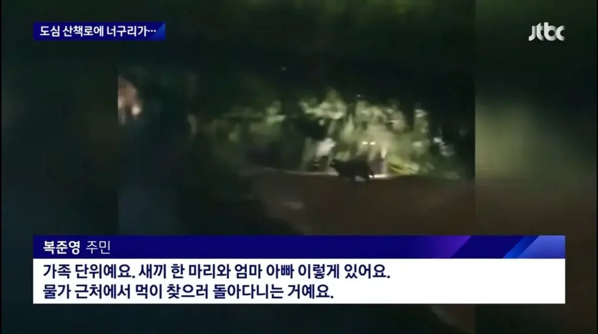 산책로에서 너구리를 만나면 강아지를 바로 안아들어야함 | 인스티즈