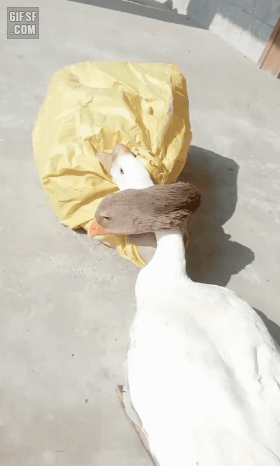 팔려가기 전 마지막으로 포옹하는 거위 부부...gifㅠㅠ | 인스티즈