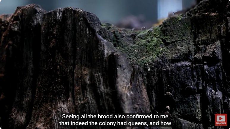 거대한 수조에 열대우림 환경을 조성해놓으면 생기는 일 - 2 | 인스티즈