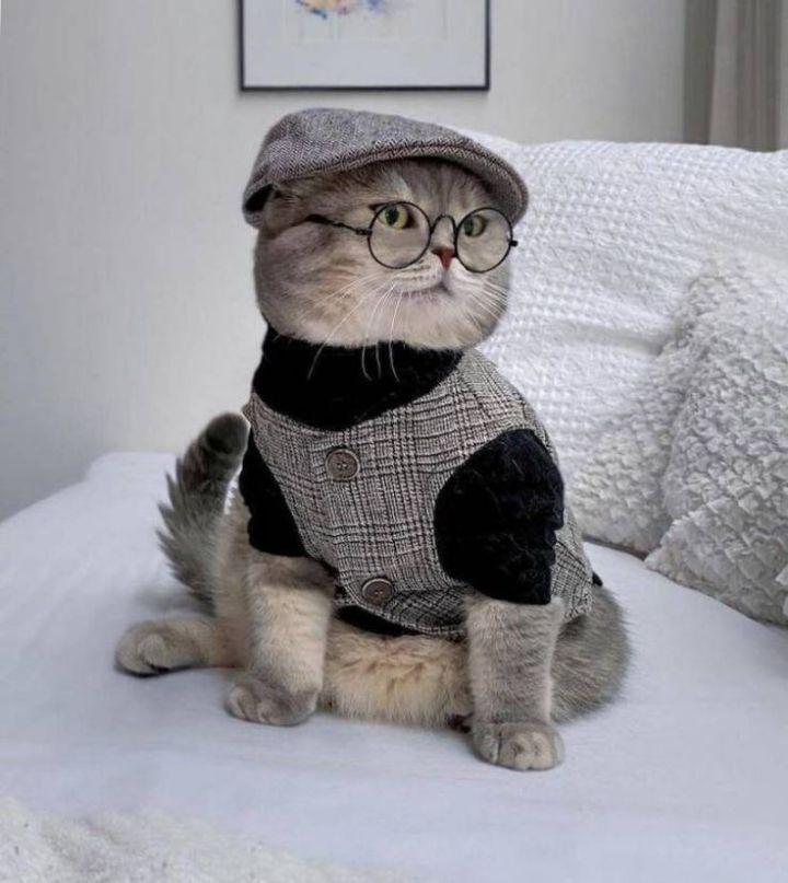 옷 잘입는 고양이 데일리패션 | 인스티즈