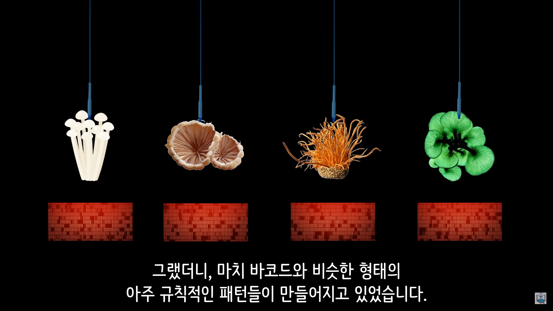 버섯이 단어와 문장을 사용해 서로 대화하고 있을지도 모른다고? | 인스티즈