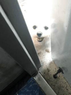 전 굽는 냄새 맡고 놀러온 옆집 댕댕이 | 인스티즈