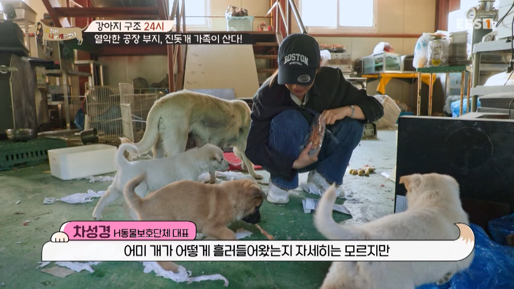 썩은물을 마시던 진돗개 가족을 입양한 배우 | 인스티즈