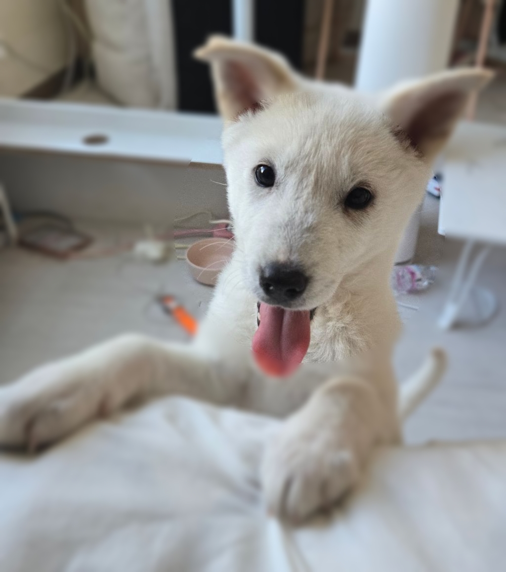 (입양홍보) 입양 무산 2번, 바미의 가족이 되어줘!💖 | 인스티즈