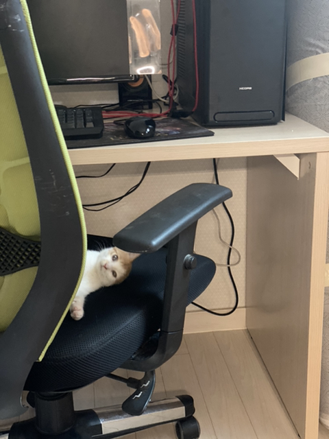 냥줍한지 한달 된 우리 고양이 보고가~!~! | 인스티즈