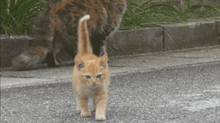 촬영중 간택 당한 카메라맨.gif | 인스티즈