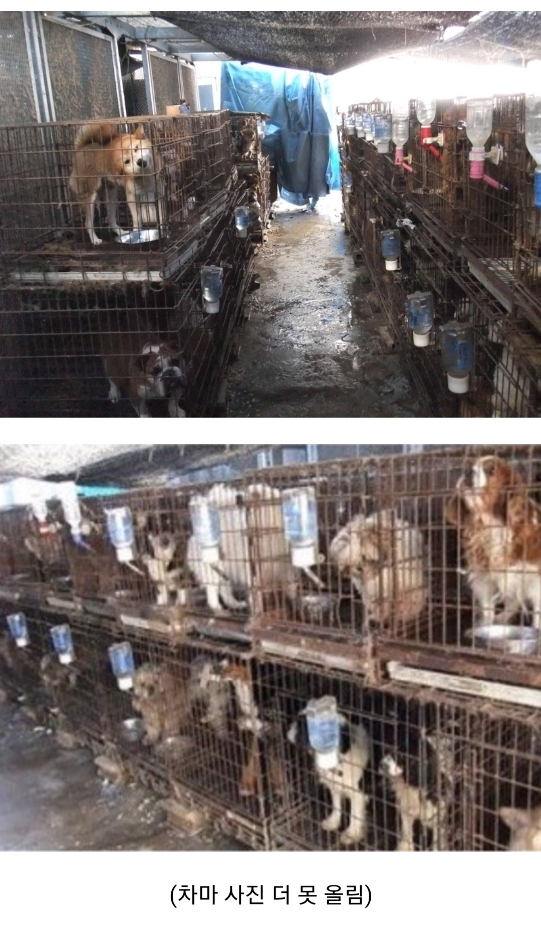 우리나라 펫샵 문화가 어디에서 왔는지 알고 있어? | 인스티즈