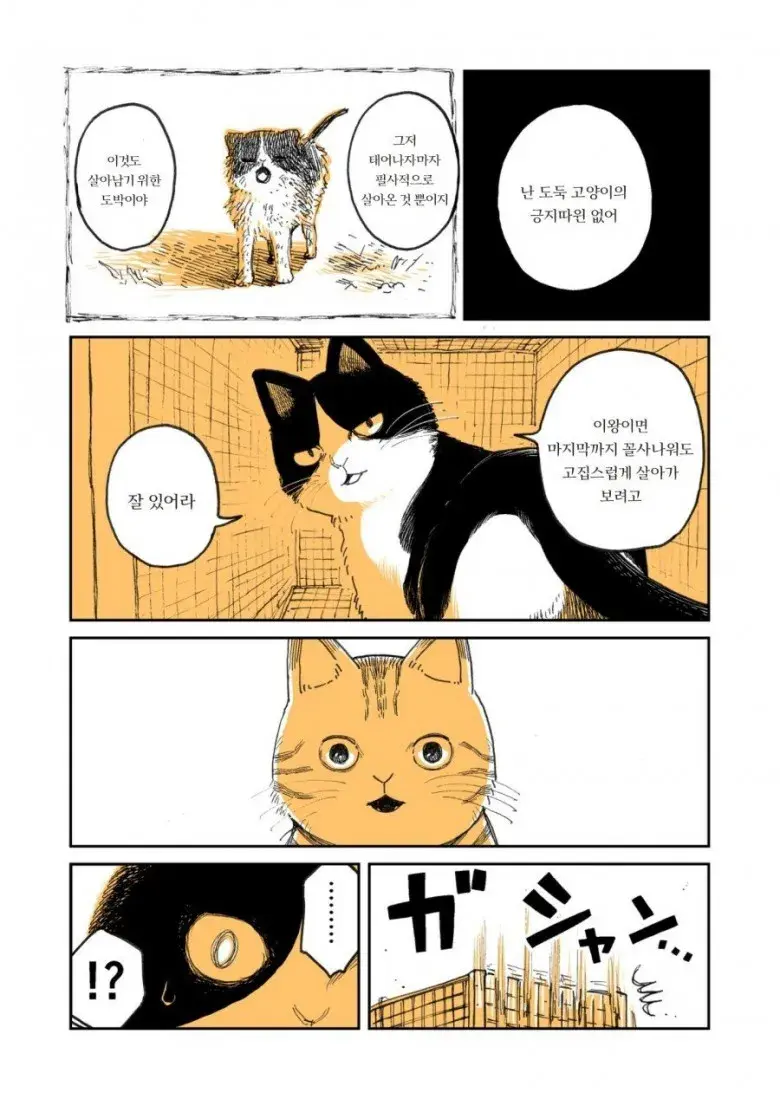 고양이 두마리 | 인스티즈
