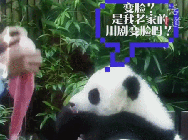 사랑받던 말레이시아 판다, 중국 반환 후 모습...jpggif | 인스티즈