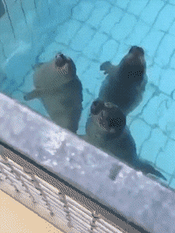 물댕댕이 뽀뽀쪽 | 인스티즈