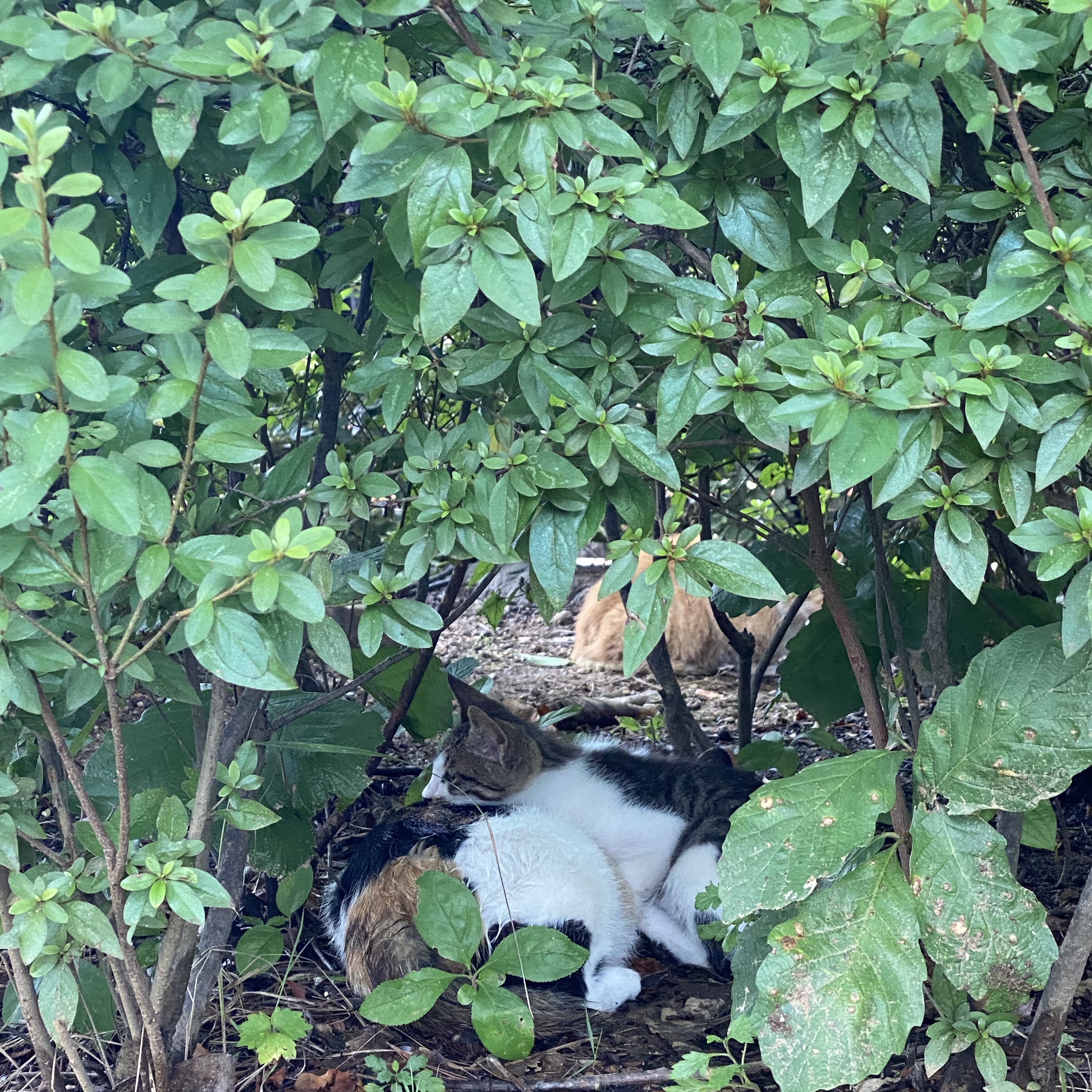 코시국에 재택하다가 고양이를 만났는데.. | 인스티즈
