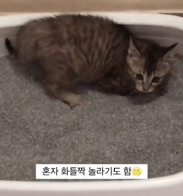 아깽이들은 왜...? | 인스티즈