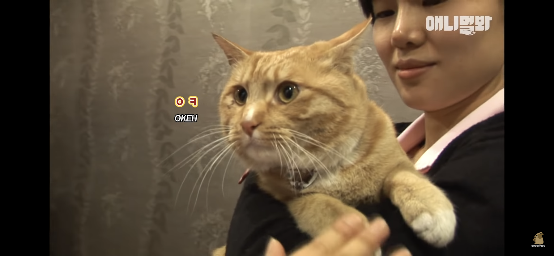 길고양이 목에 쪽지를 달자 생긴 영화같은 일 | 인스티즈