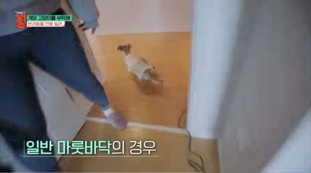반려동물이 있어야지만 입주할수있는 빌라 | 인스티즈