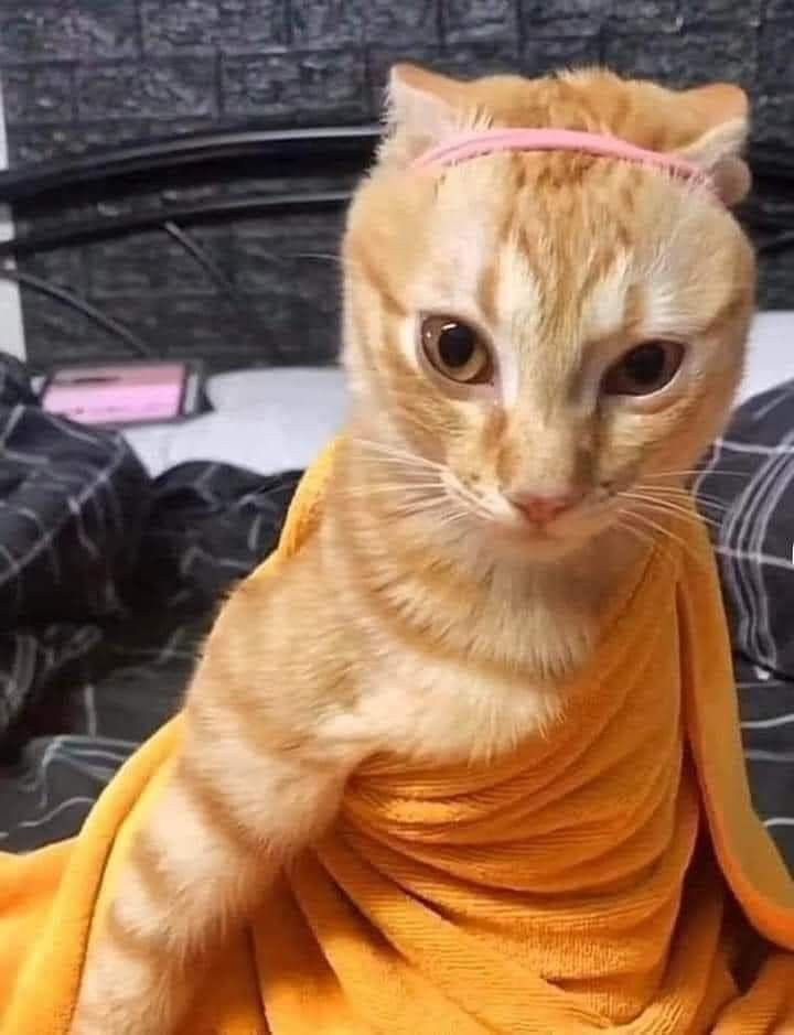 집사들이 은근 좋아하는 장난 | 인스티즈