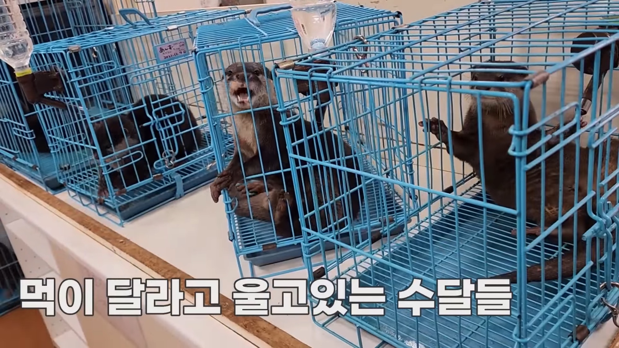 지옥이 다름없는 충격적인 일본 수달 카페.. | 인스티즈