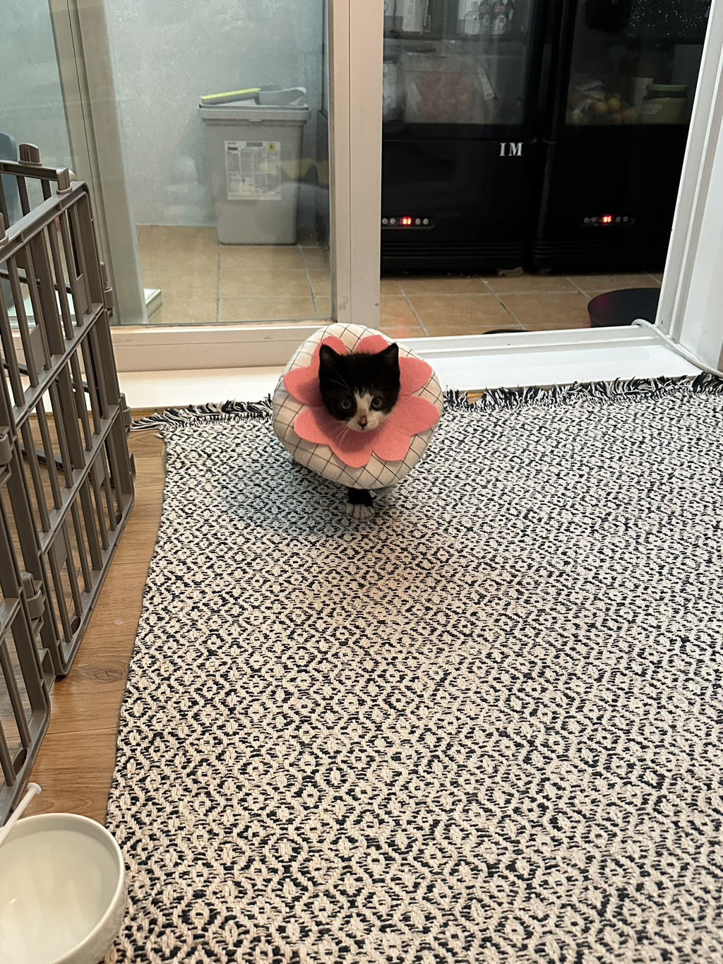 집안 가득 꺄악 소리 울려퍼짐 | 인스티즈