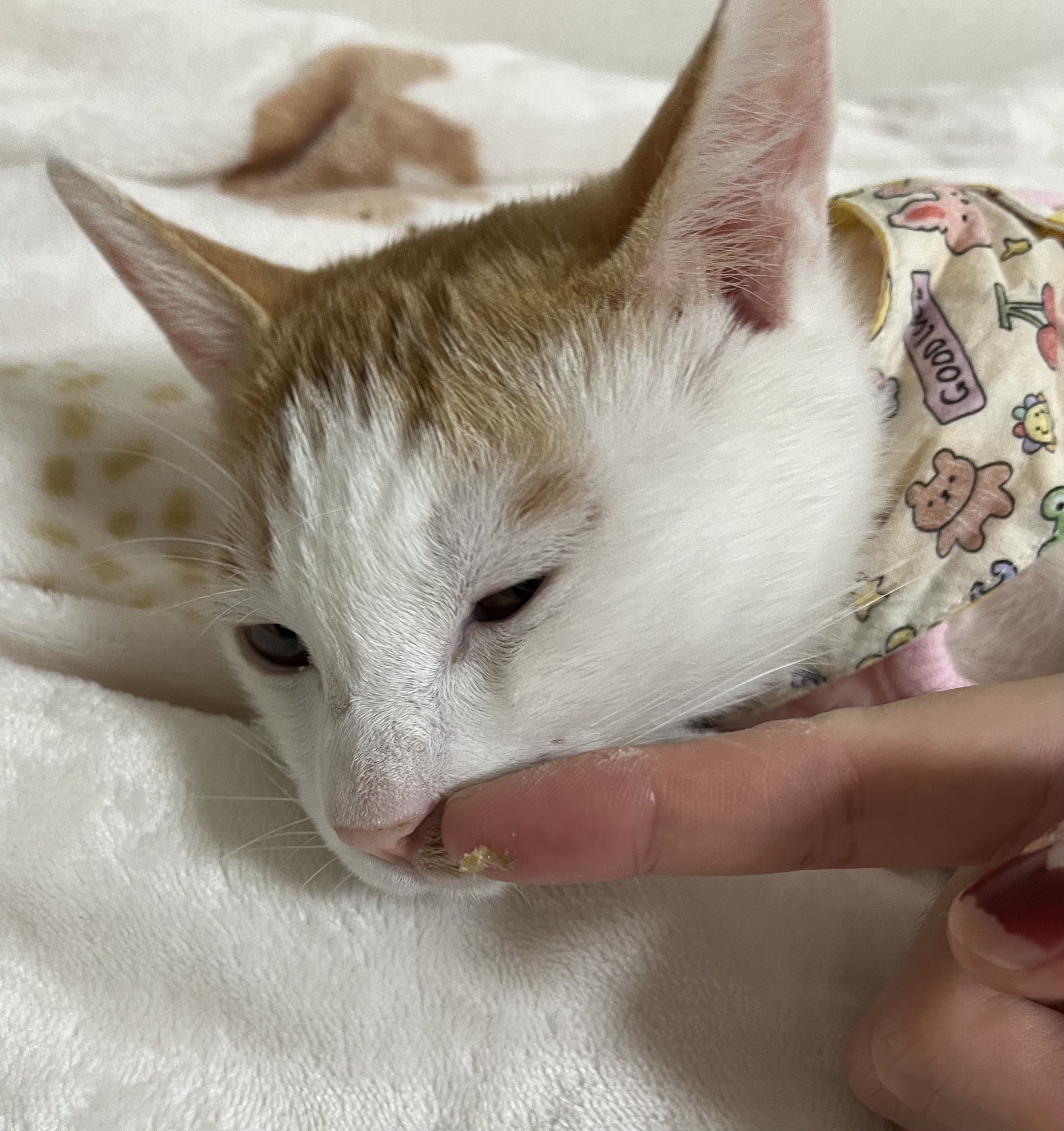 고양이 코 파는 동영상 | 인스티즈