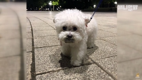 돌멩이를 물고 다니는 강아지 | 인스티즈