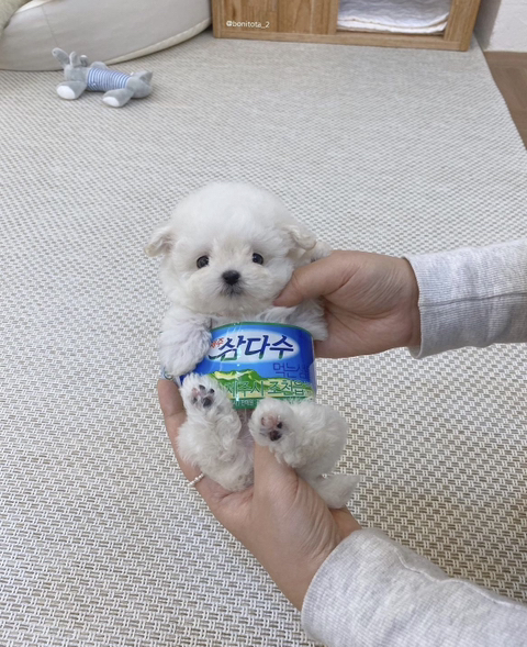 내 반려동물이 사람(내 자식)으로 환생했을 때 못된 말해도 사랑해줄수 있을것 같은지 말해보는 달글 | 인스티즈